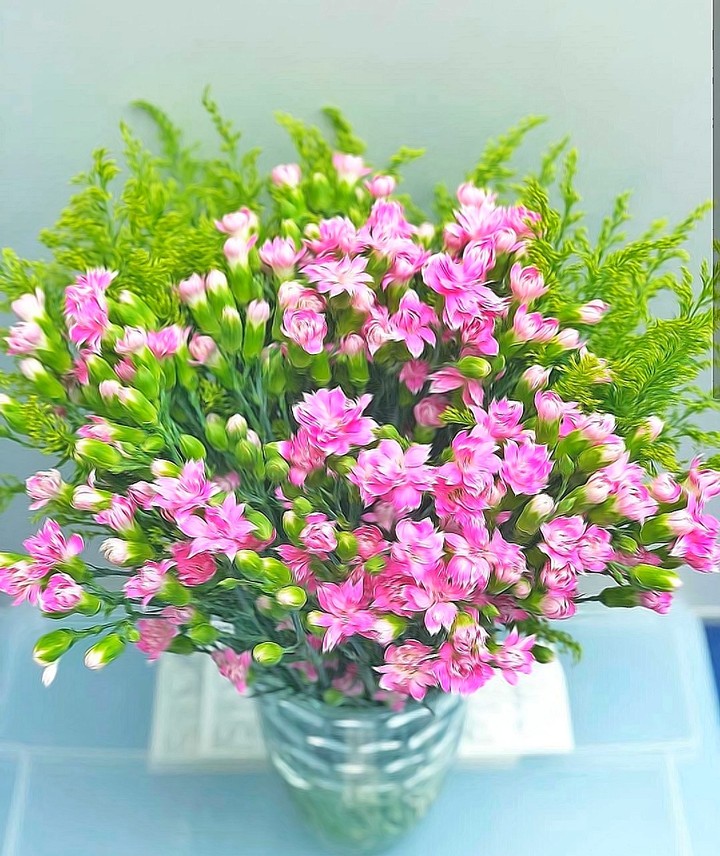 Carnation
