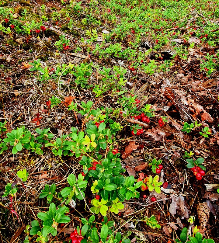 red berries