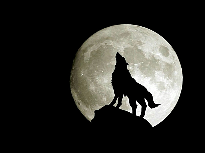 black wolf