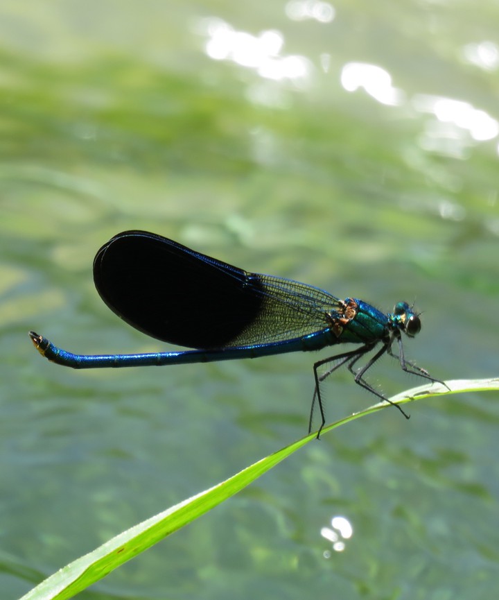 Insect