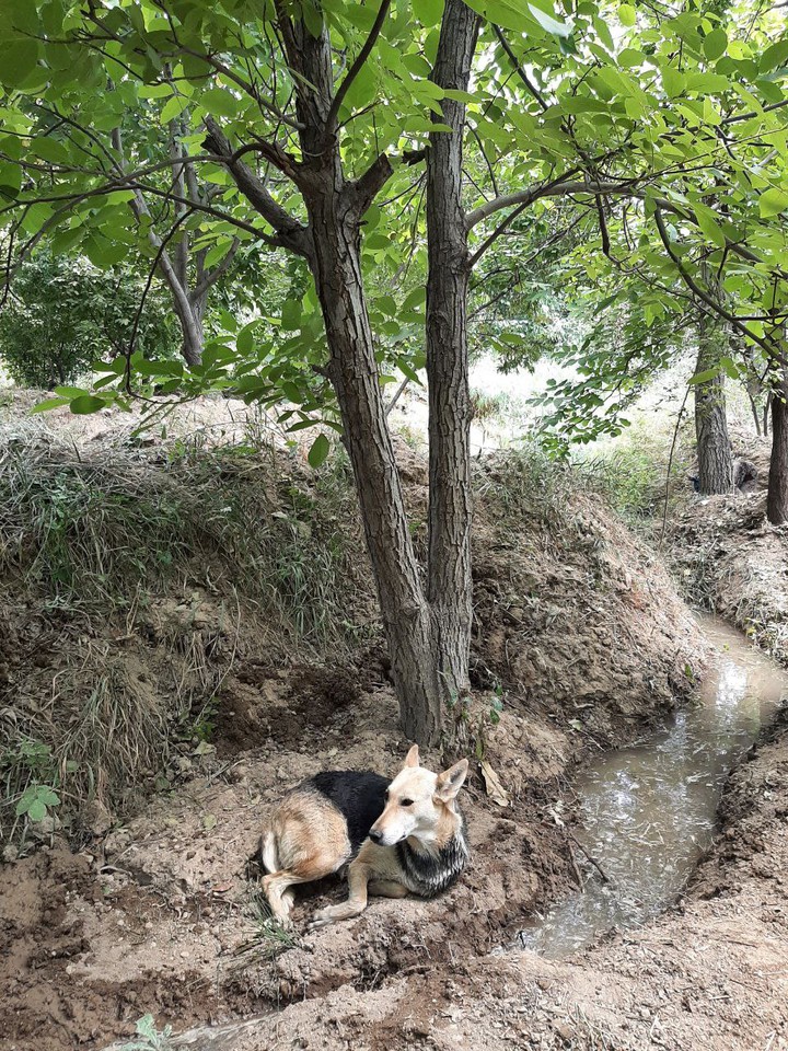my dog and our field