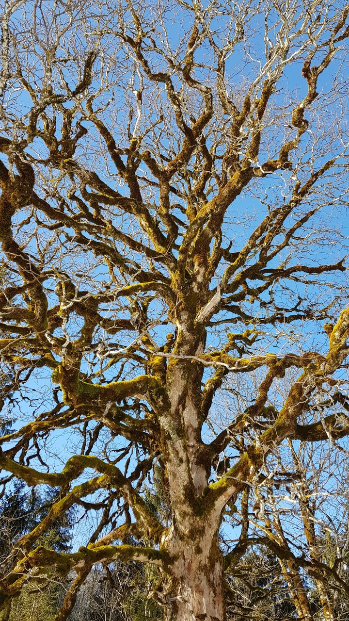 scary tree
