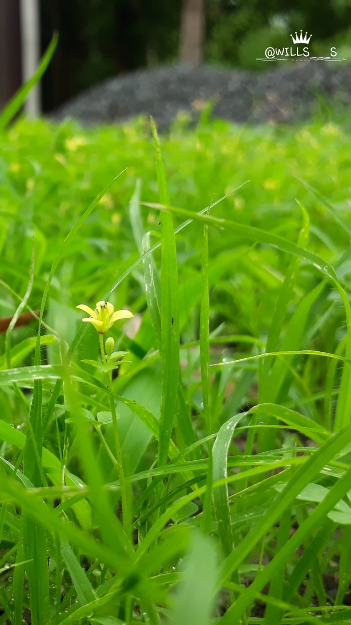 weed grass