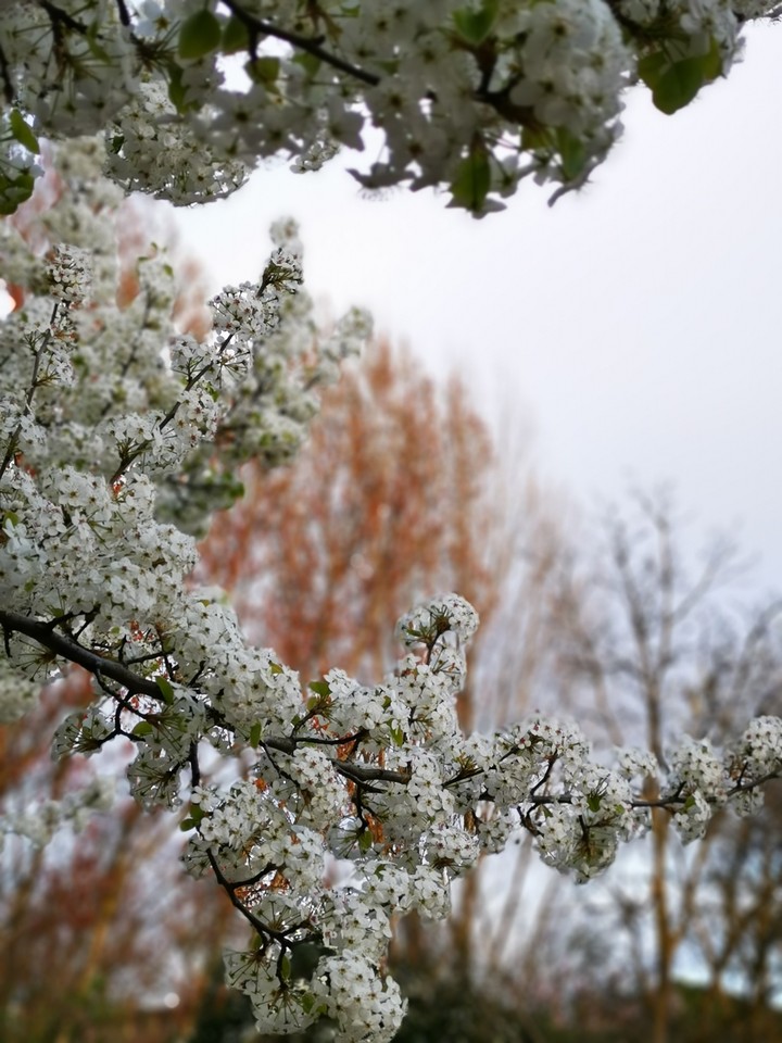 flowers and tree