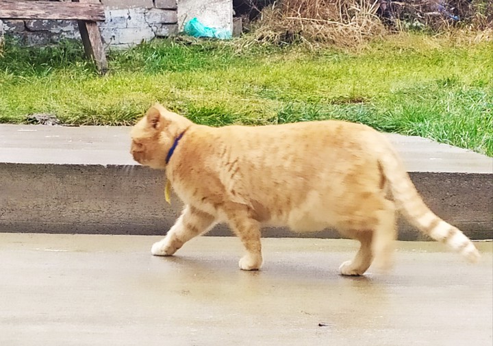 кот