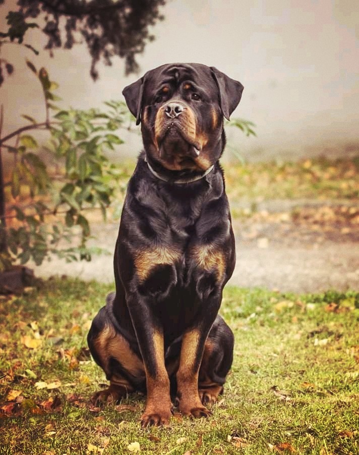 Tai-foon the Rottweiler