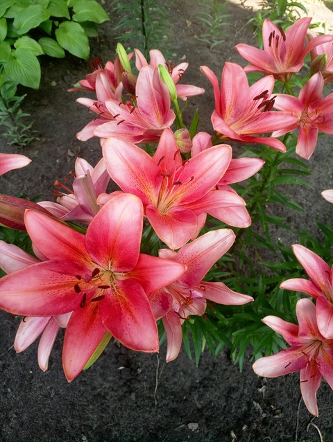 flower, hippeastrum háttérképek