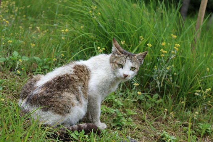 Grumpy cat