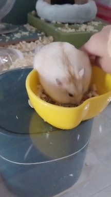 뭉치
