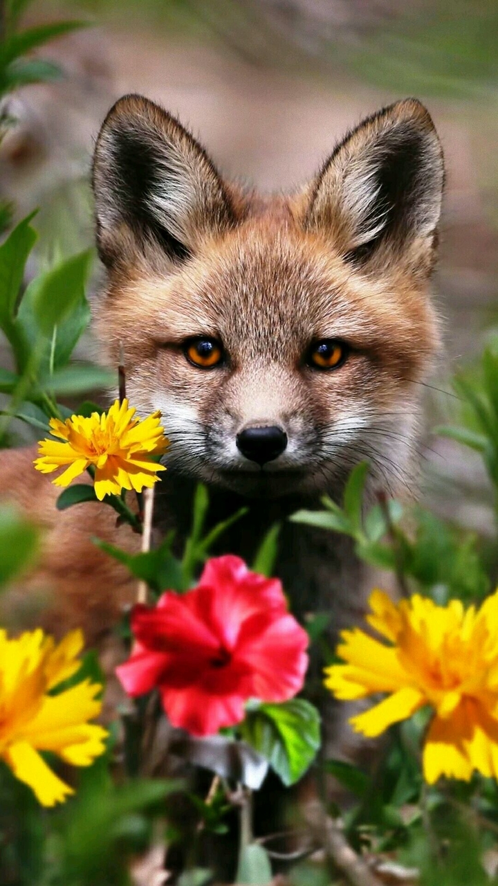 fox