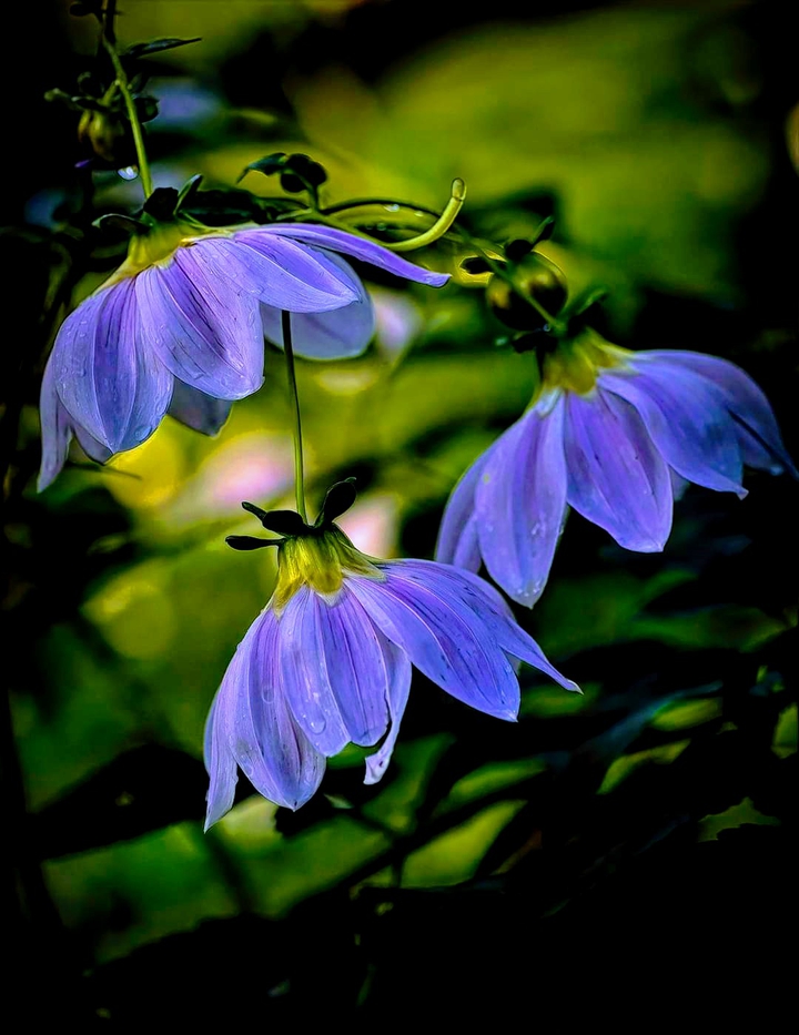 Bell Tree Dahlia