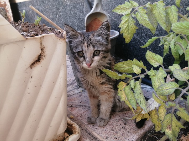 Cat ❤️