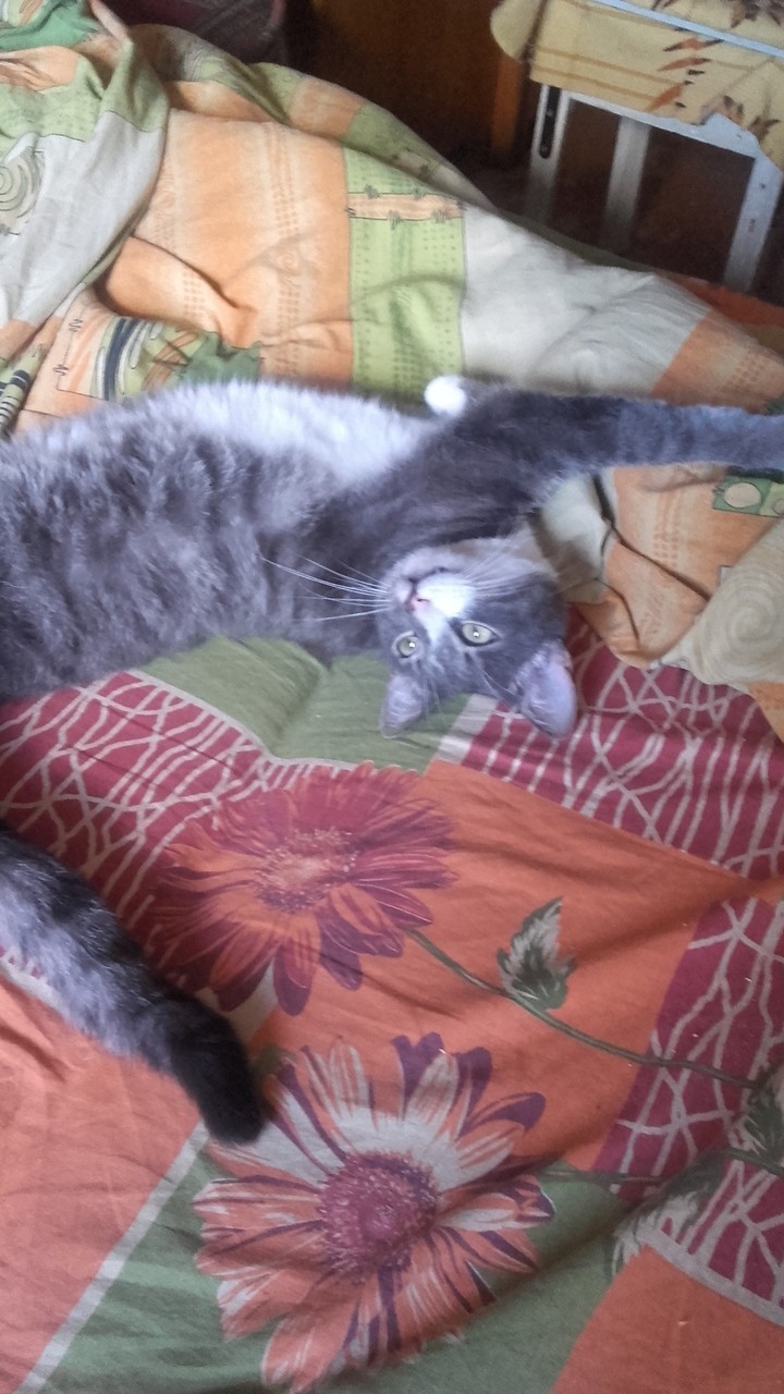My kitten