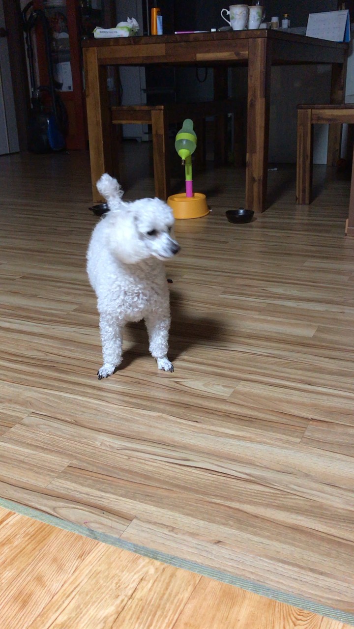 실바! 공~