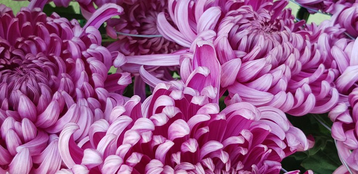 분홍 꽃