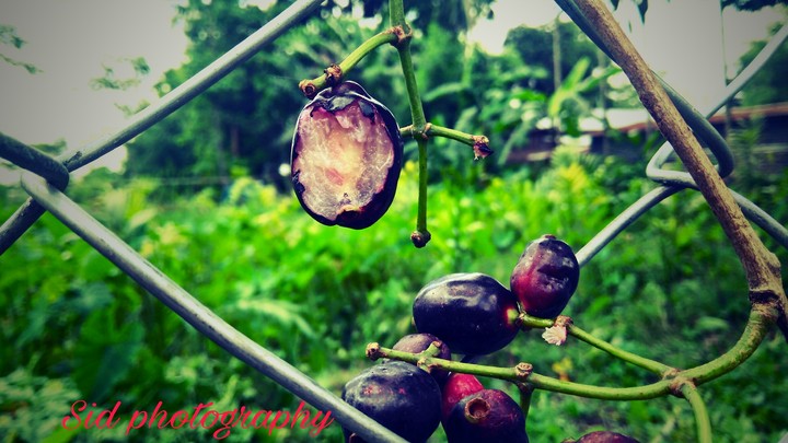 fruit