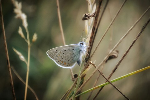 papéis de parede insect, branch