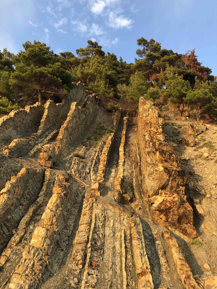 pine trees