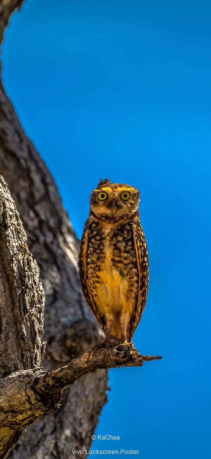 owl