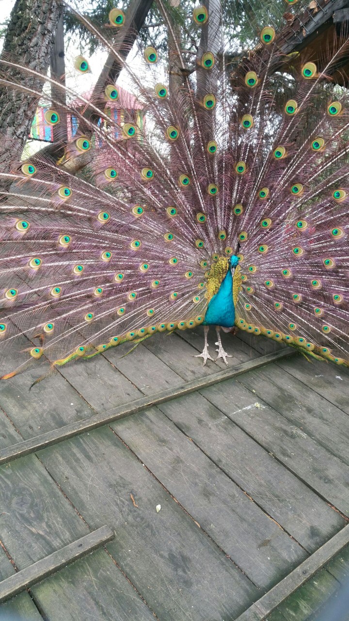 Peacock