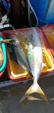 At Tongyeong Fish Market in Korea
