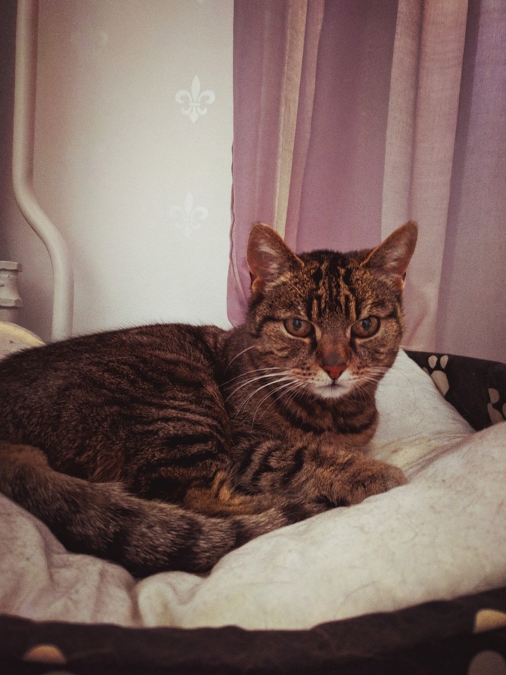 my cat Miranda