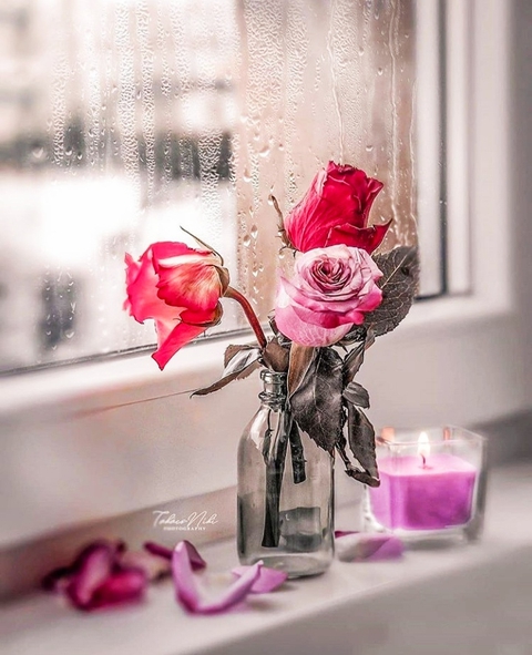 fonds d'écran rose, pink
