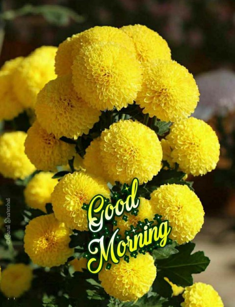 good morning