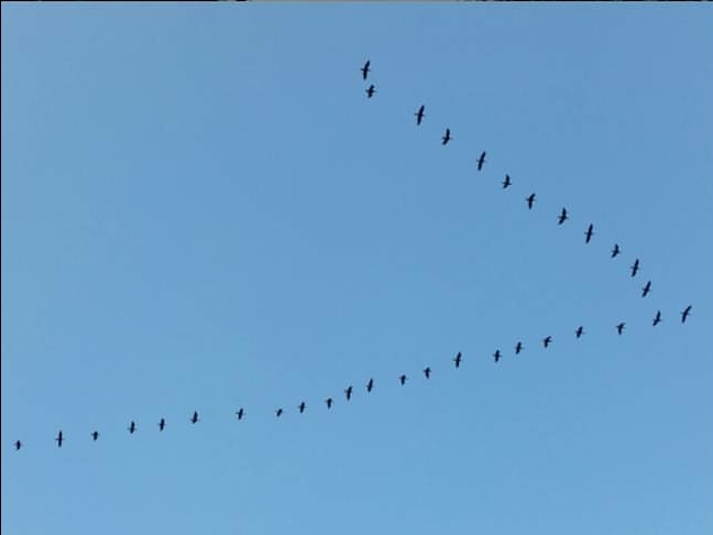 birds2
