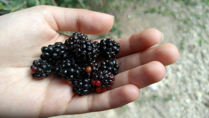 Some freshly picked raspberries