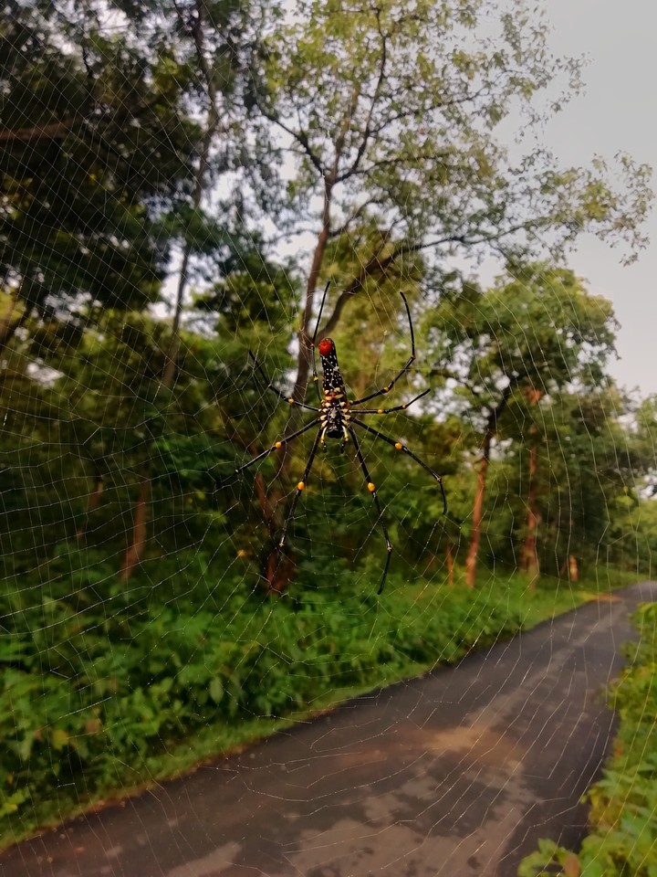 Spider's Perspective!