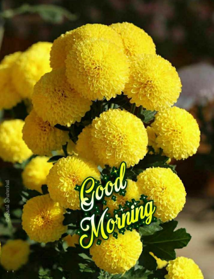good morning
