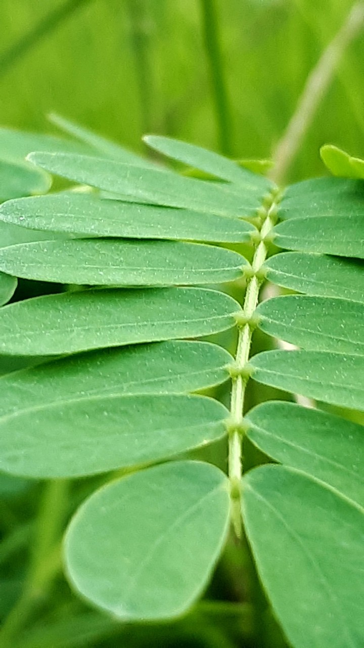 natural view Plant photography