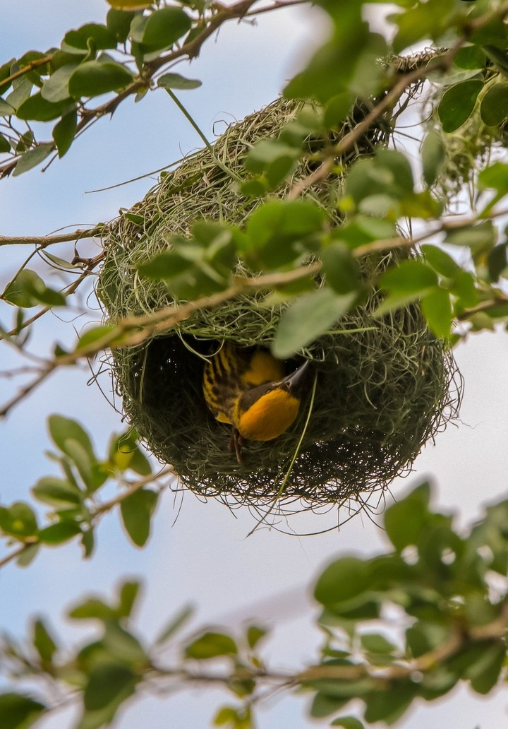 A Bird building a nest