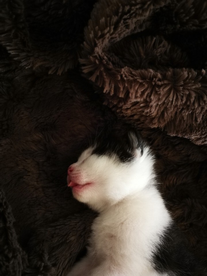 kitten