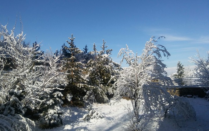 snow ❄
