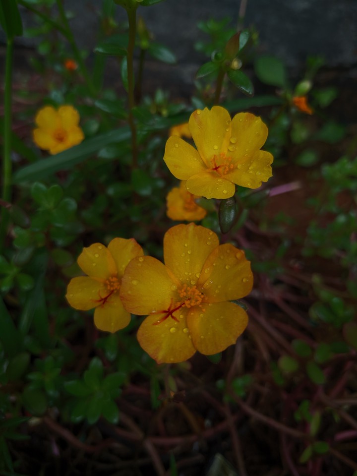 Hapiness of Nature