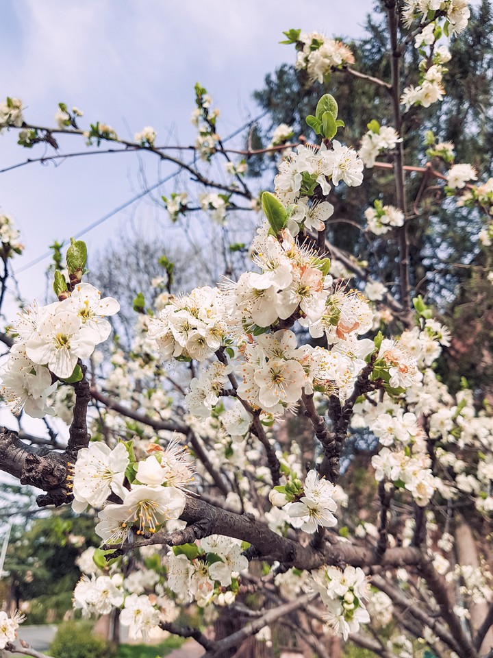 flowering branch