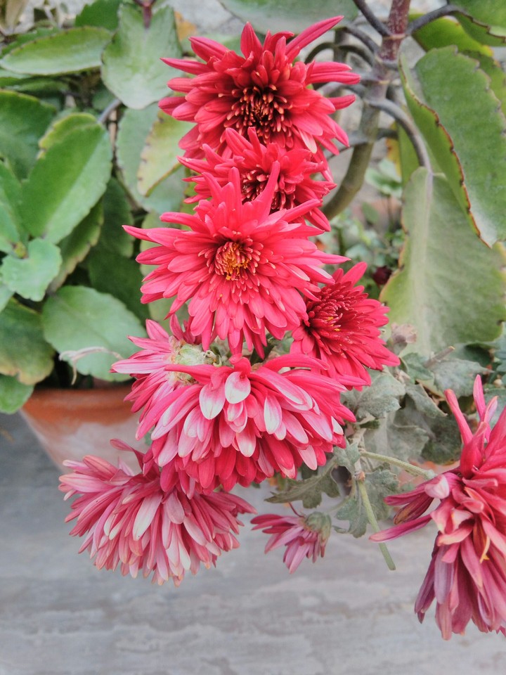 beautiful flowers......