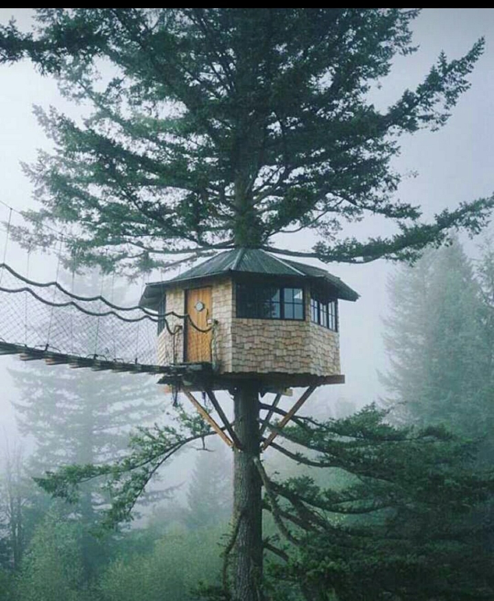 The dream tree ...