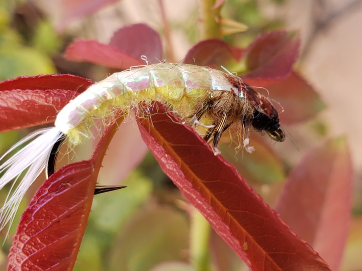 Mosca