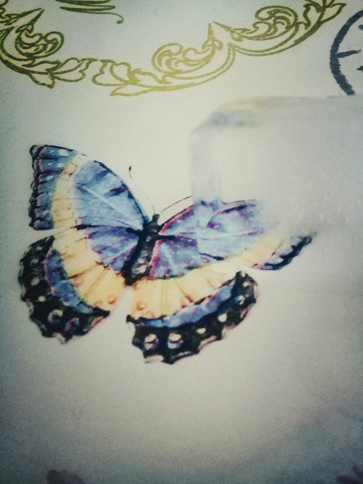 butterfly