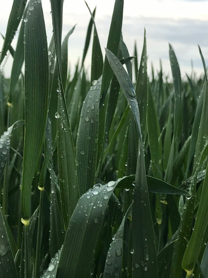 after rain