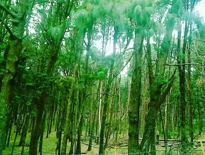 Pinetree
