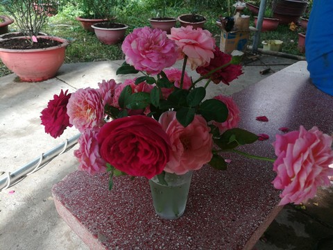 pink, rose Hintergrundbilder
