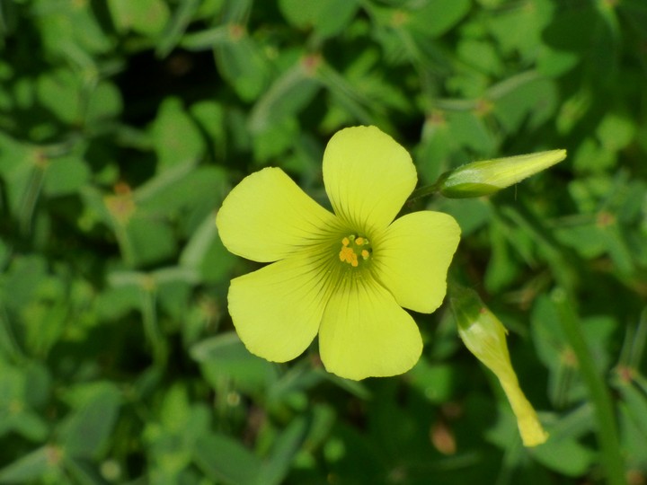 Yellow flower