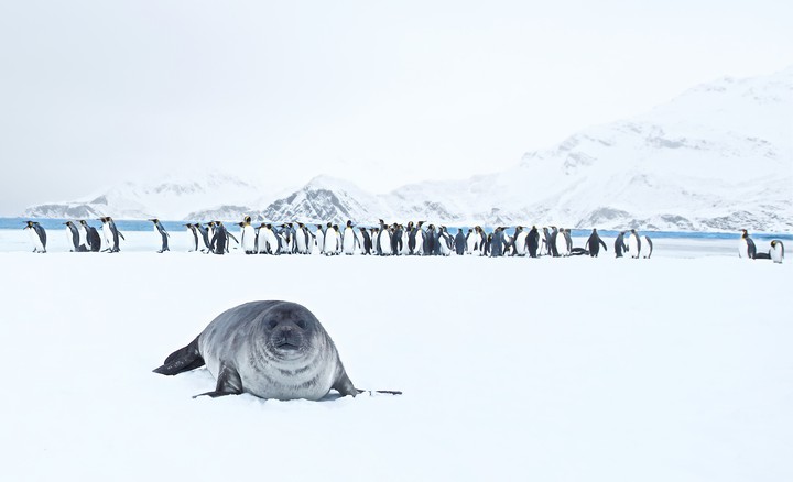 Seals & Penguins in Snow