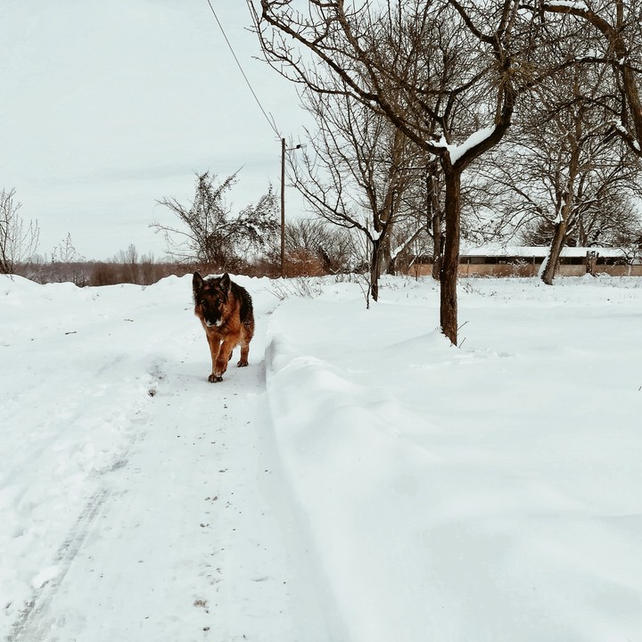 German shepherd