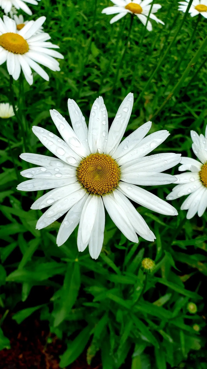 flowers