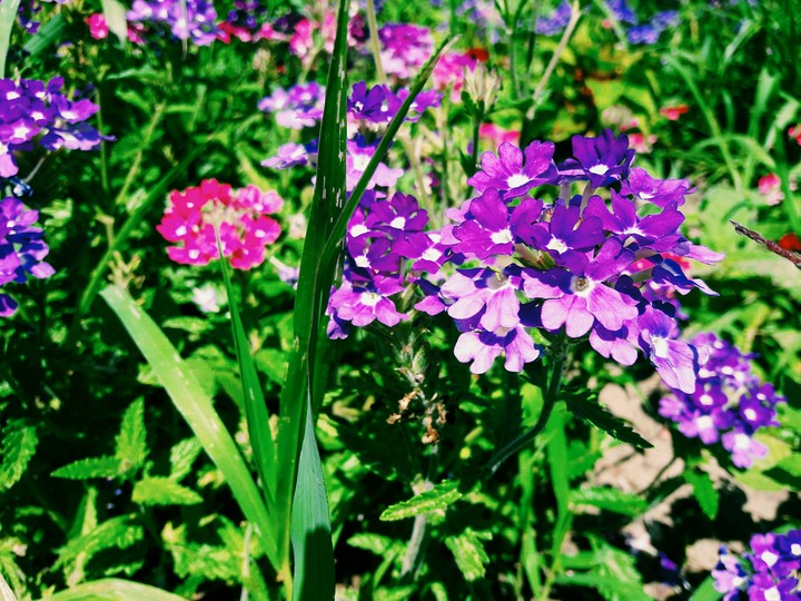 purple